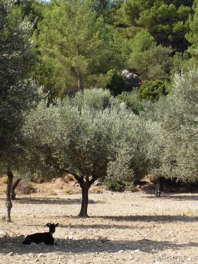 Drzewka oliwne i koza (kozucha)